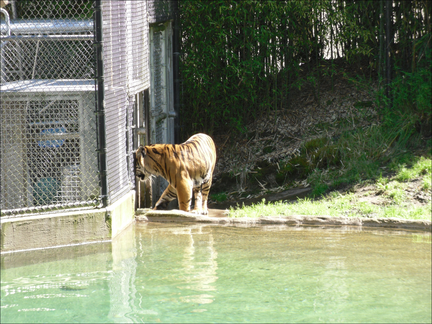 Tacoma, WA-Point Defiance Zoo & Aquarium-Sumatran tiger "daddy"